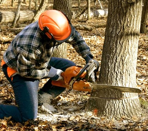 Tree Removal in Knoxville, GA
